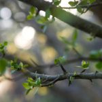 青苹果影院在线观看免费:畅享最新电影,尽在青苹果影院! qpurg9jf1