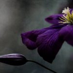 青苹果影视YY4480夜魔:探索神秘夜晚的视觉盛宴 zdv85